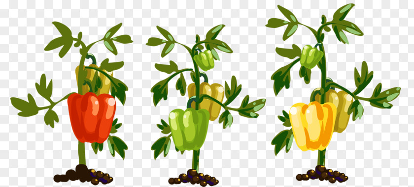 Hand-painted Pepper Tree Bell Chili Vegetable PNG