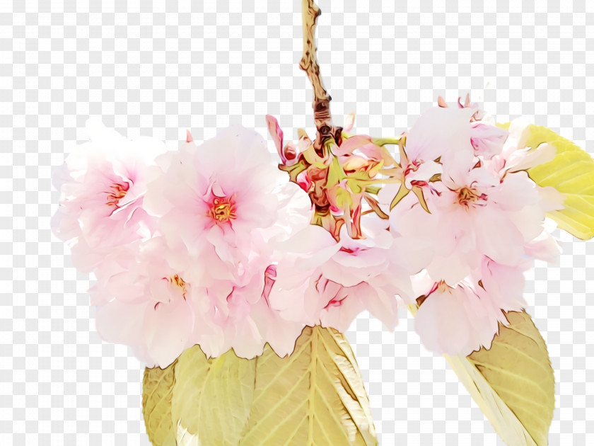 Floral Design PNG