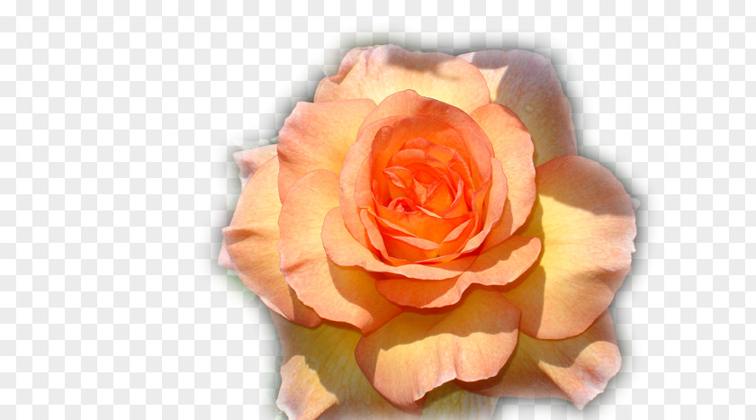 Rose Garden Roses Parc De Cervantes Flower PNG