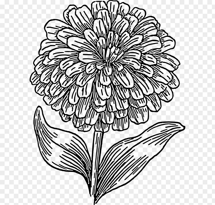 Sunflower Leaf Zinnia Elegans Drawing Black And White Clip Art PNG