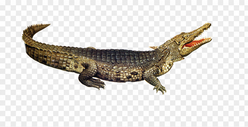 Crocodile Pictures Nile American Alligator PNG