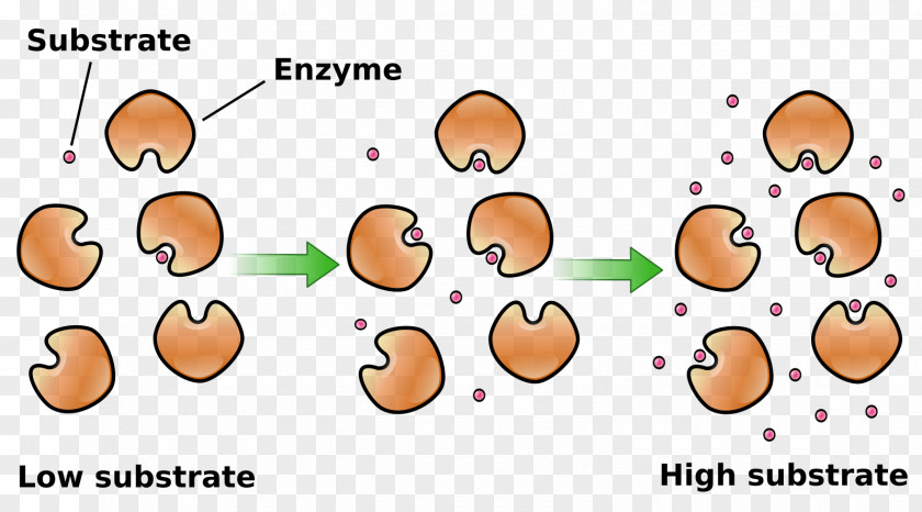 Enzyme Substrate Concentration Kinetics PNG