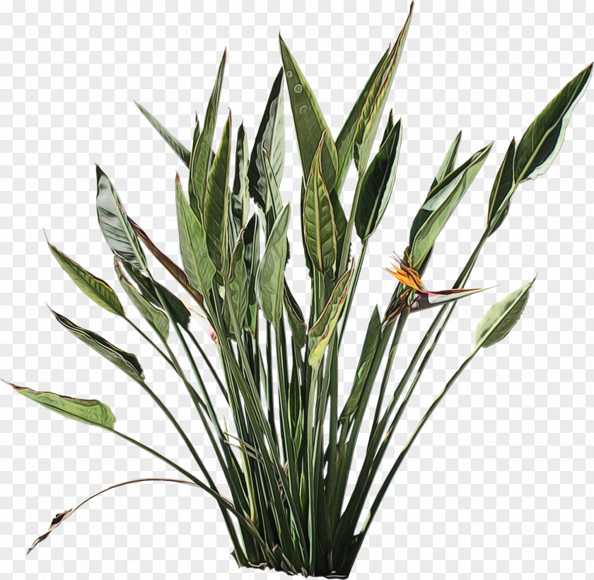 Terrestrial Plant Grass Family Bird Of Paradise PNG