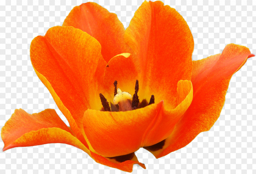 Tulip Flowering Plant Petal PNG