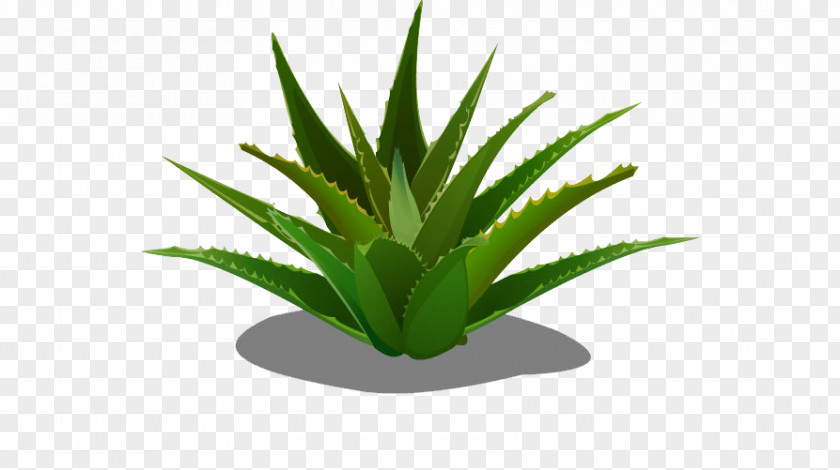 Aloe Vera Forever Living Products Agave PNG