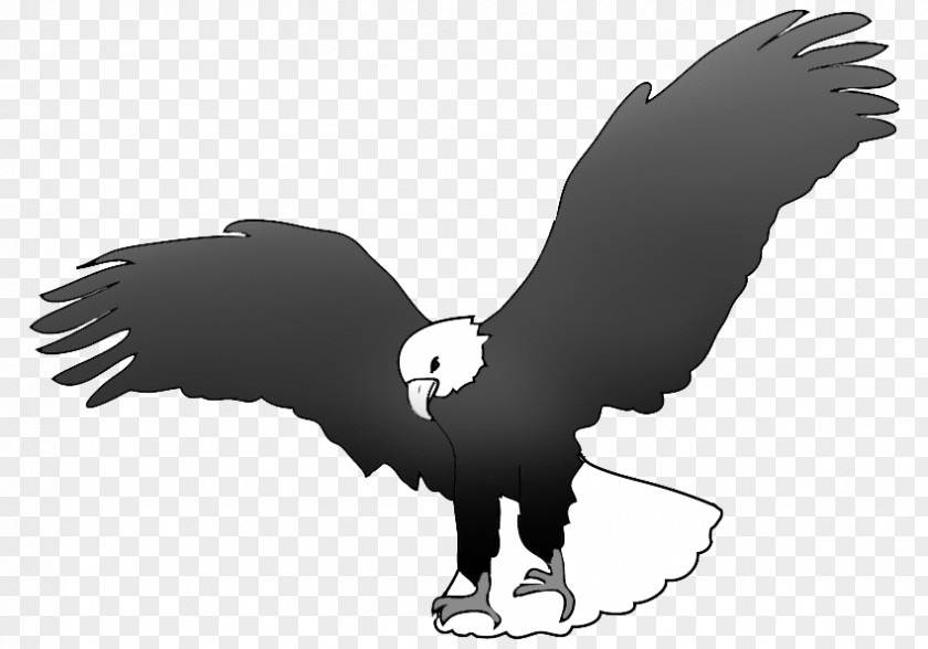 Eagle Bald Black And White Black-and-white Hawk-eagle PNG
