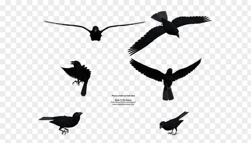 Flying Crow Common Raven Bird Flight Clip Art PNG
