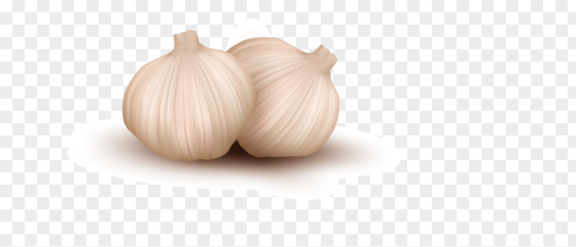 Garlic Onion Vegetable Illustration PNG