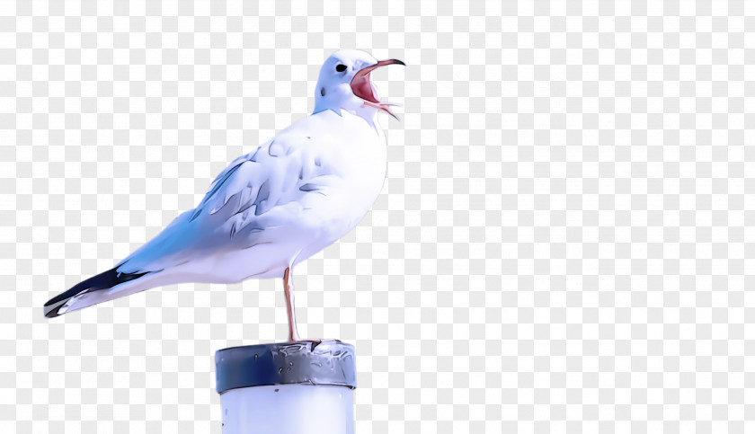 Gull Lari Bird Beak Seabird PNG