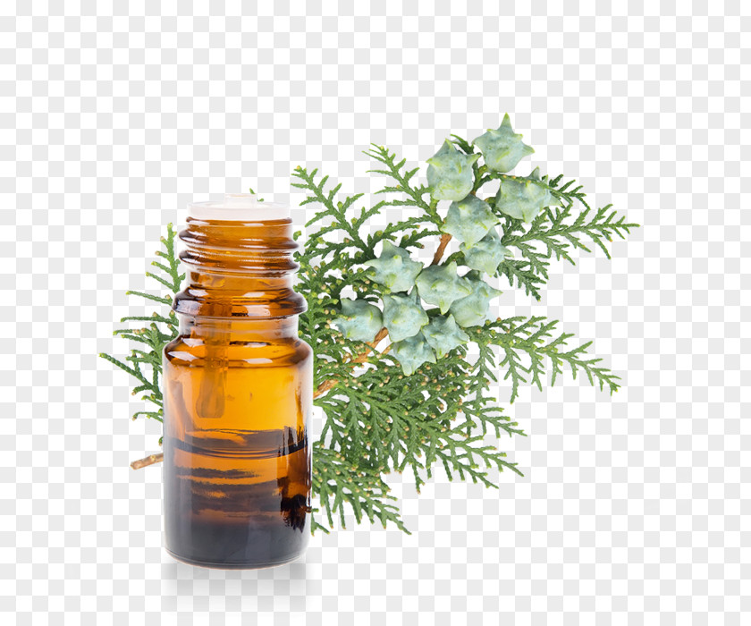 Oil Mediterranean Cypress Essential Tree Melaleuca Quinquenervia PNG