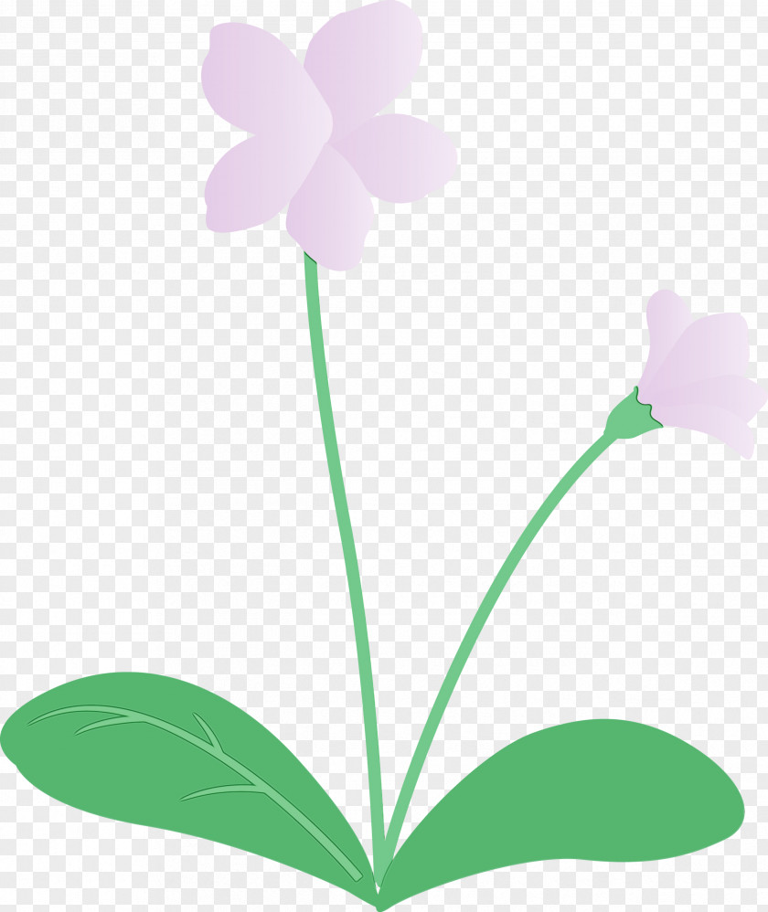 Plant Stem Flower Leaf Petal Green PNG