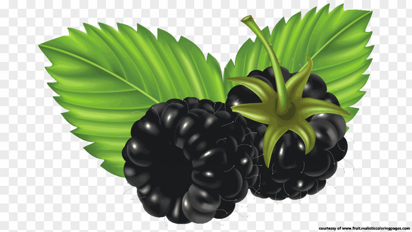 Watercolor Berries Blackberry Fruit Clip Art PNG