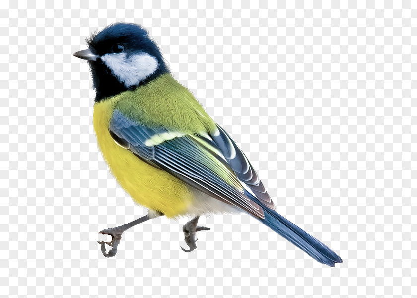 Bird Blue Watercolor Painting Drawing PNG