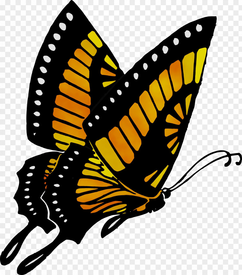 Butterfly Clip Art Vector Graphics Image PNG