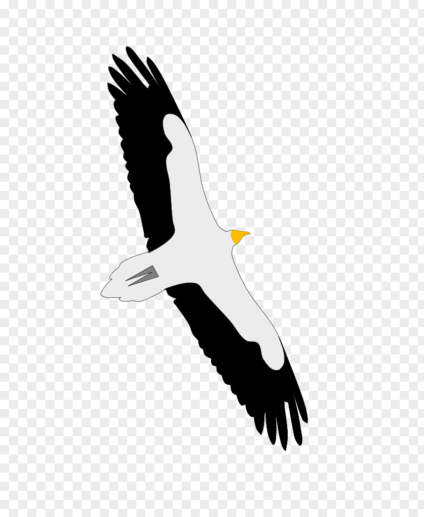 Eagle Bald Condor Beak Seabird PNG
