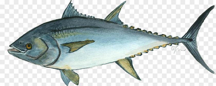 Fish Mackerel Atlantic Bluefin Tuna Thunnus Oily PNG