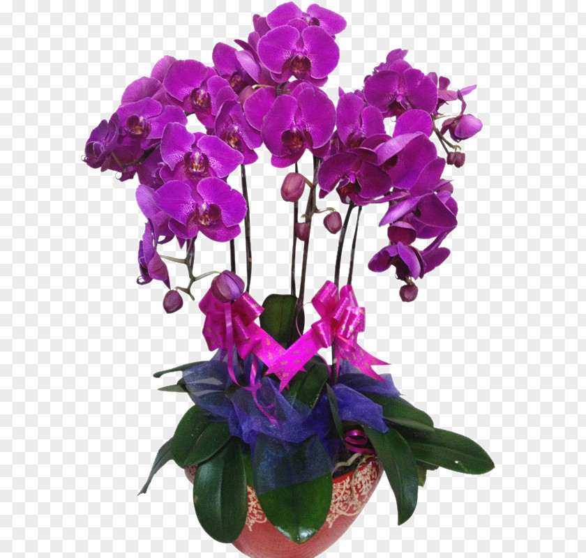 Moth Orchids Violet Flowerpot Cut Flowers PNG