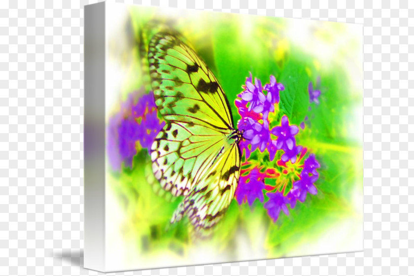 Paper Butterfly Monarch Airbrush Artist Fine Art PNG