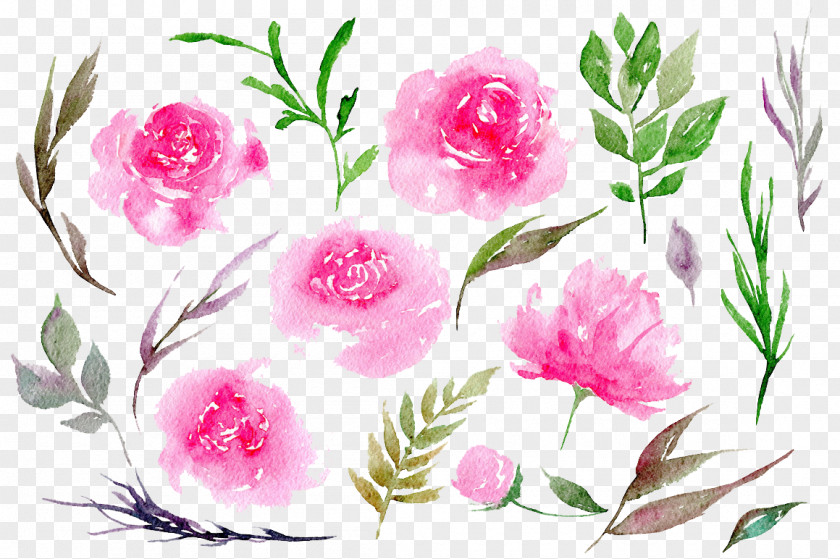 Peonies Clipart Peony Pink Watercolor Painting Clip Art PNG