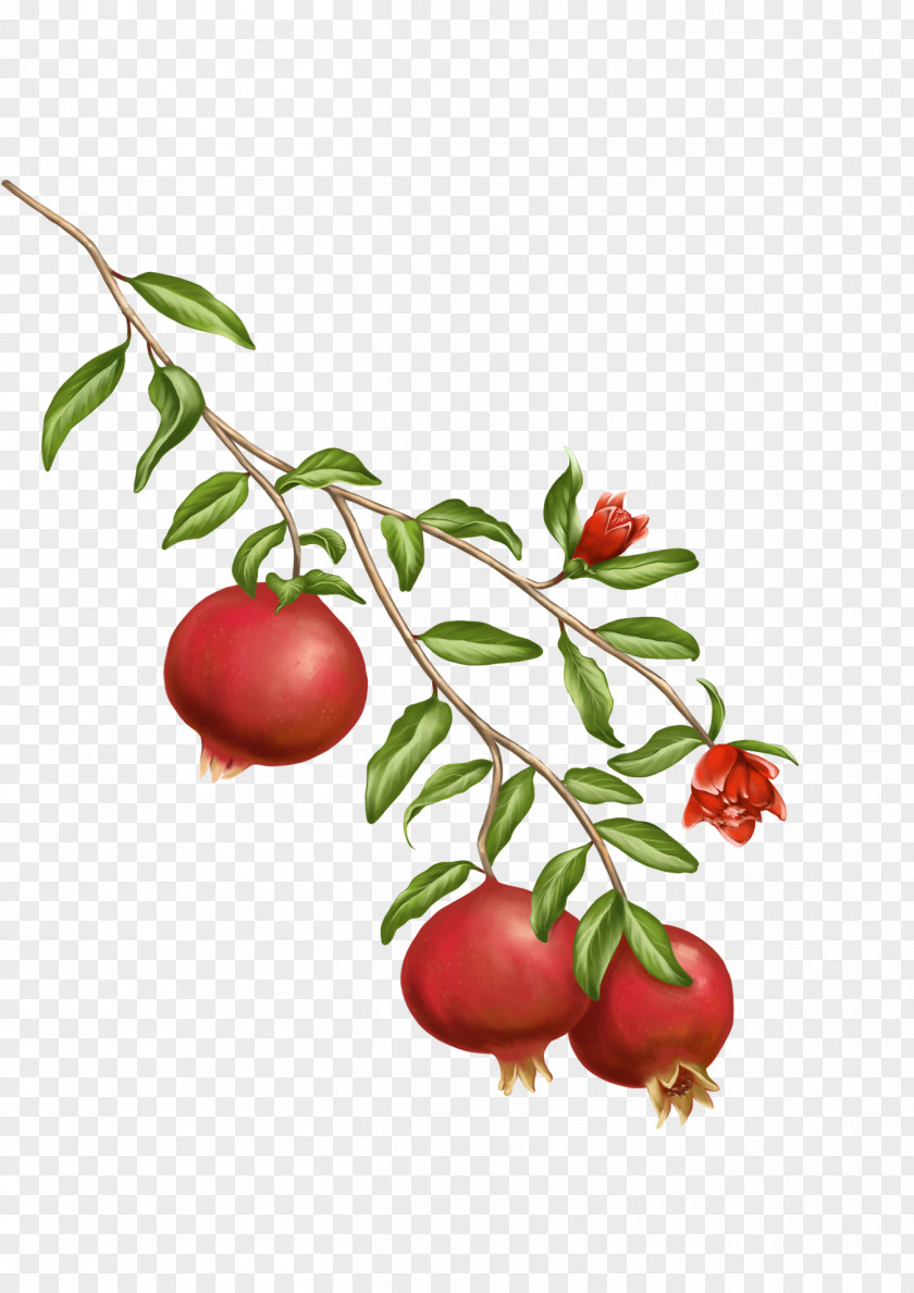 Pomegranate Seeds Barbados Cherry Juice Lingonberry Shower Gel PNG