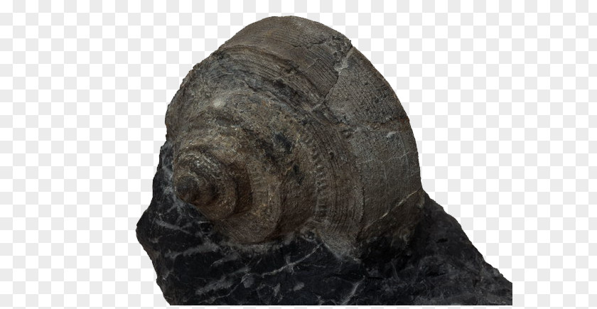 Black Snail Fossils Rock Geology Data PNG