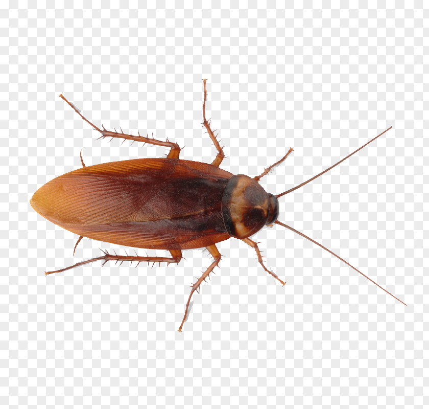 Cockroach American Insect Termite PNG