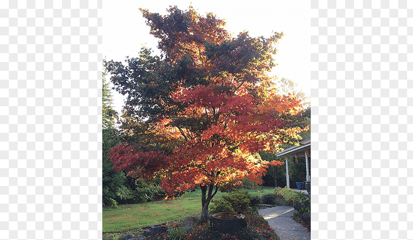 Japanese Maple Broad-leaved Tree Oak Deciduous PNG