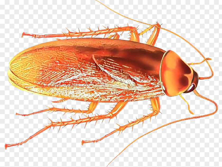 Parasite Miridae Insect Pest Cockroach Drosophila Melanogaster Amber PNG