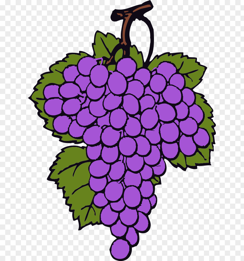 Turnip Clipart Wine Common Grape Vine Clip Art PNG