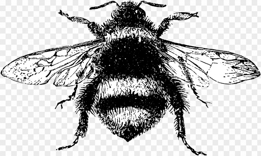 Bee Bumblebee Illustration Drawing Image PNG