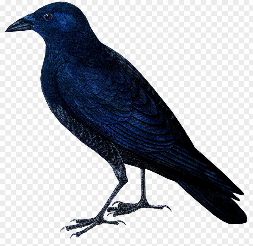 Bird American Crow Rook New Caledonian A History Of British Birds PNG