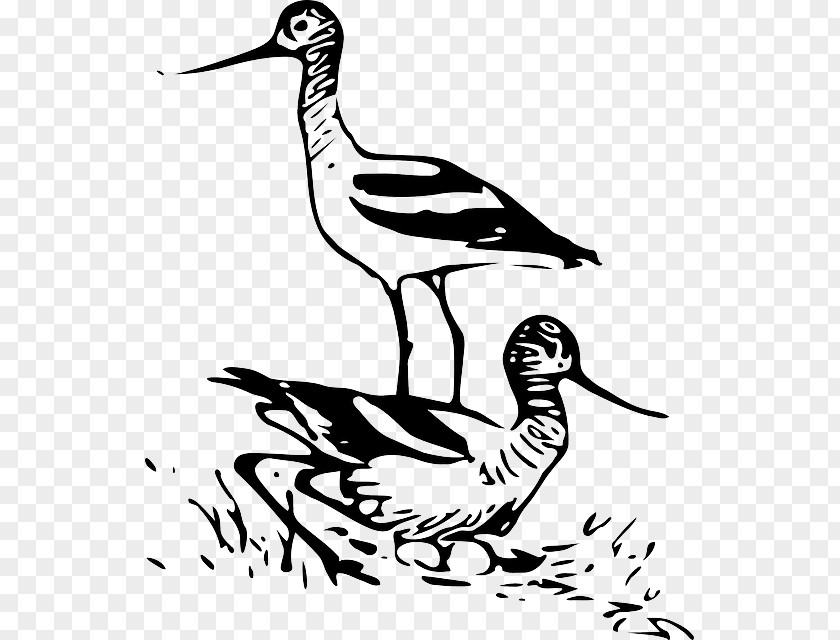 Bird Mute Swan Duck Drawing PNG
