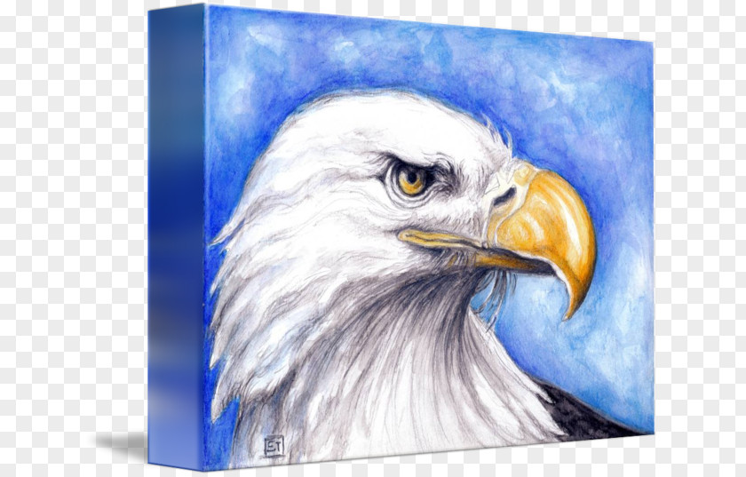 Eagle Bald Beak Blanket Art PNG