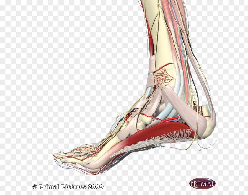 Feet Plantar Fasciitis Foot Fascia Sole Achilles Tendon PNG