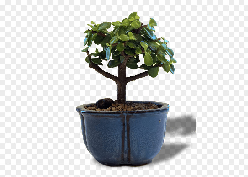 Indoor Bonsai Chinese Sweet Plum Flowerpot Tree Jade Plant PNG