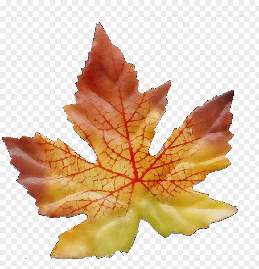 Leaf Maple / M Science Biology Plant PNG