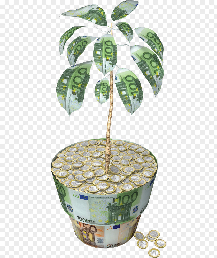 Plant Money Tree Euro Guiana Chestnut PNG