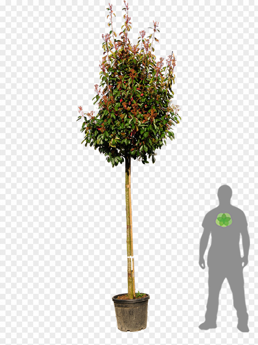 Red Tip Photinia Embryophyta Garden Shrub Tree PNG