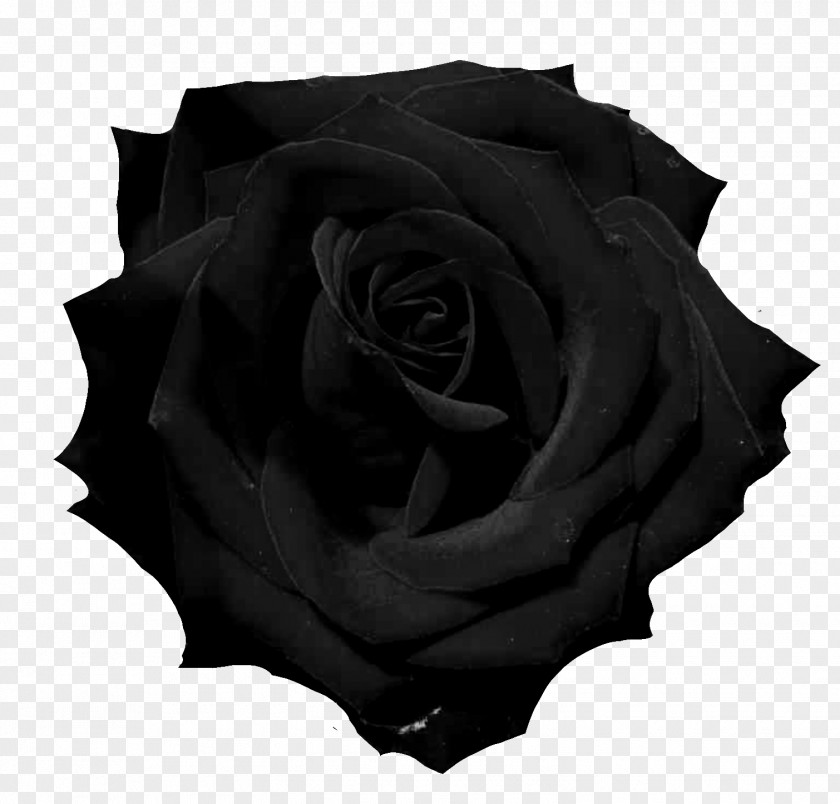 Black Rose Photography PNG
