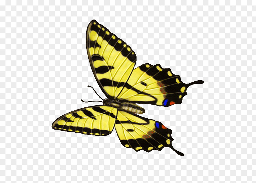 Butterfly Insect Gongbi PNG