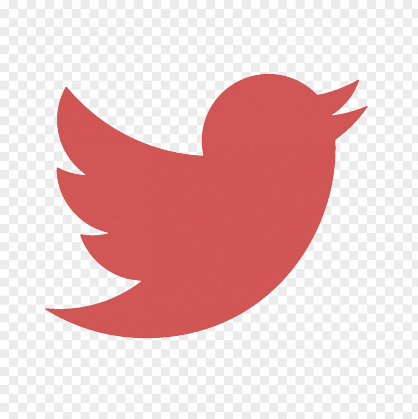 Morden Social Media Bird Logo PNG