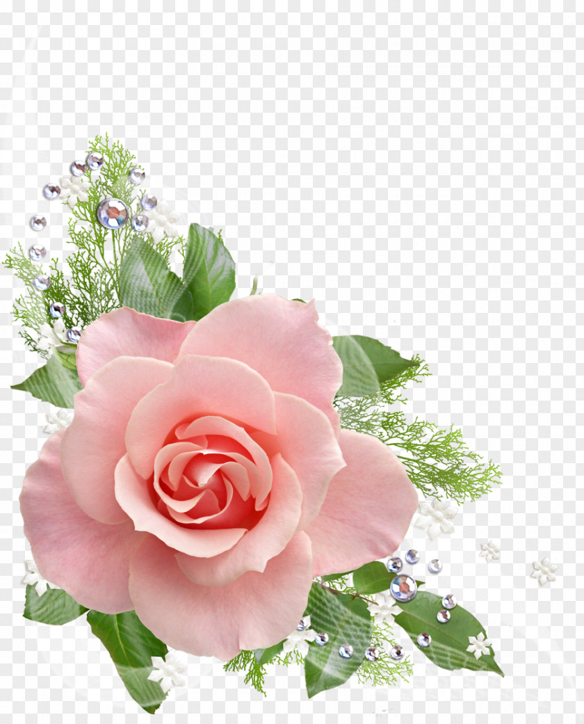 -painted Roses Pink Flower Clip Art PNG