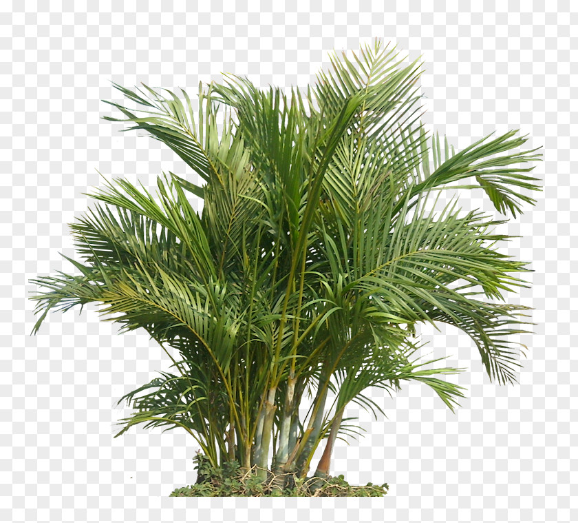 Plants Palm Trees Houseplant Tropics PNG