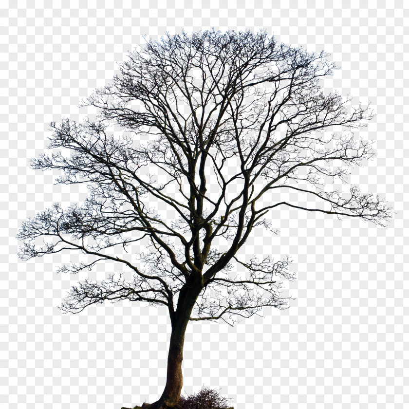 Tree Cloud L'enneagramma Biologico®. Le 9 Personalità E La Malattia Secondo Leggi Del Dottor Hamer Technique Biology PNG