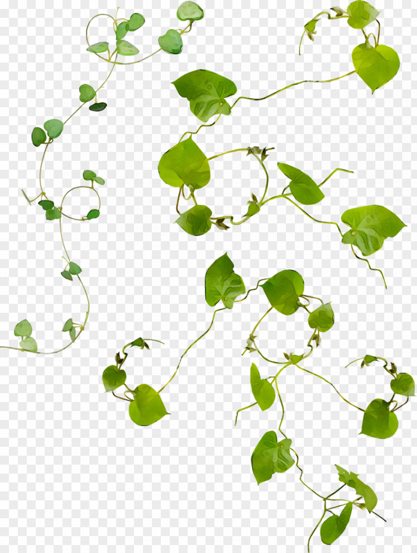 Flower Plant Stem Green Leaf Clip Art PNG