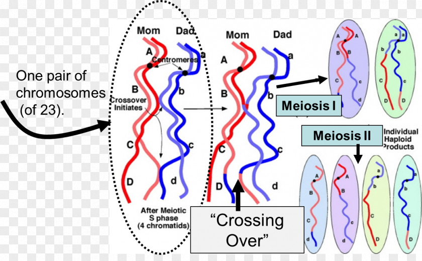 Line Point Angle Organism PNG