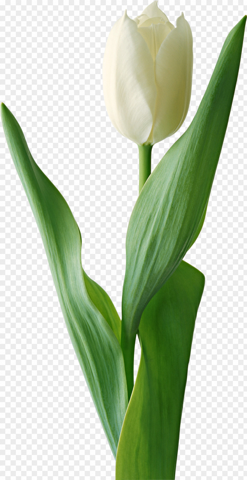 White Tulip Image Liriodendron Tulipifera Clip Art PNG