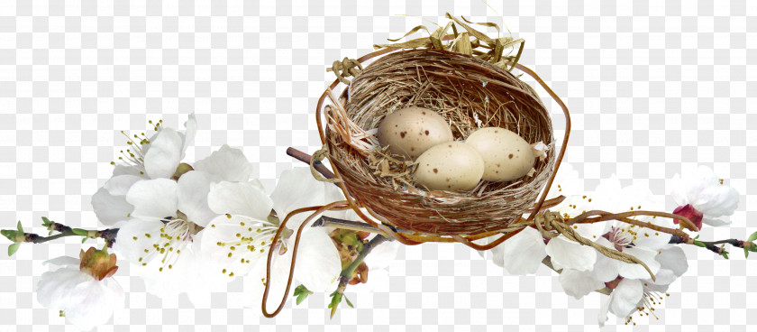 Decorative Nest Egg Clip Art PNG