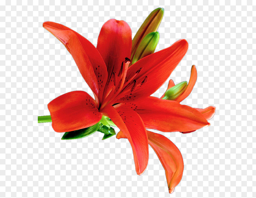 Flower Orange Lily Cut Flowers Clip Art PNG