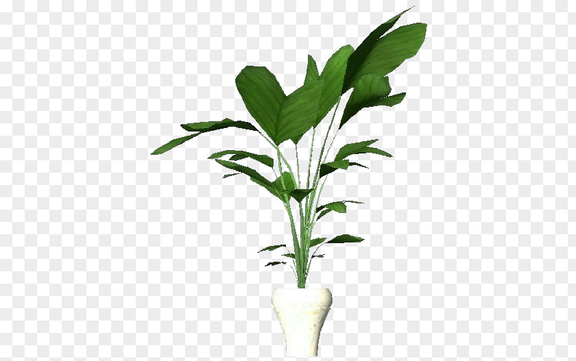 Miniature Banana Tree Plants Leaf Houseplant Product Project PNG